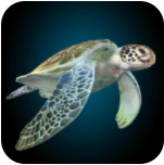 海龟模拟器安卓版